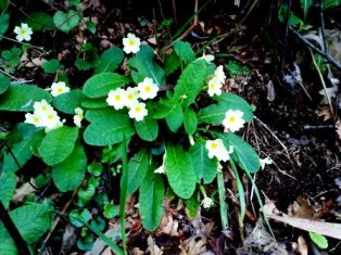 Primroses.  Feb 2011.