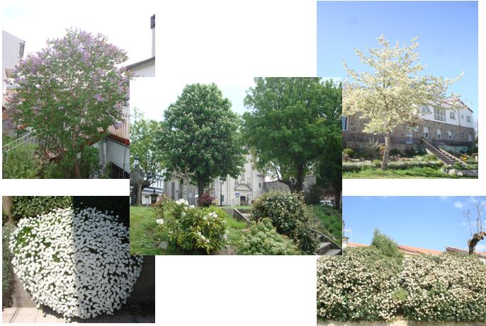 Flores e árbores floridas en Montederramo e arredores