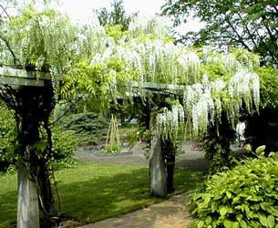 da páxina http://fichas.infojardin.com/trepadoras/wisteria-sinensis-glicinia-glicina.htm