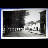 Arbores frondosos